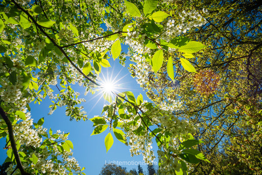 Sonnenstern im Blütenmeer