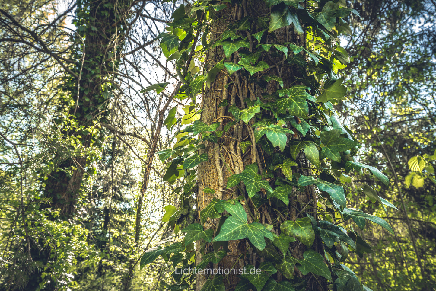 Efeu am Baum im grünen Wald