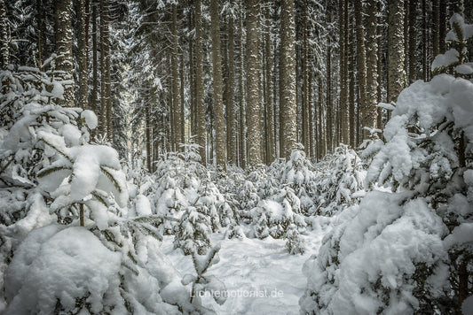 Mehrere Generationen an Bäumen in einem verschneiten Wald