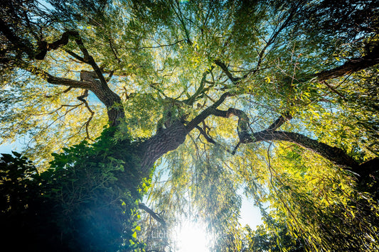 Strahlend grüner Baum