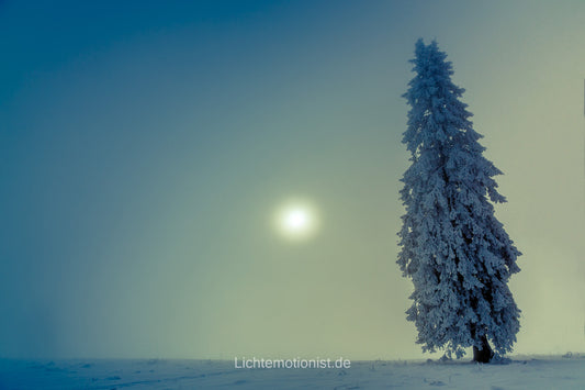 Einsamer Baum im Morgennebel