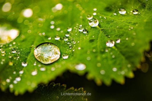 Naturjuwelen im Makroblick