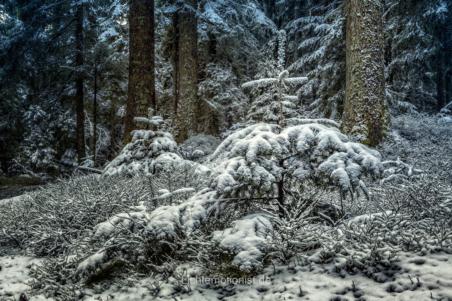 Kleine Tanne in großem Wald