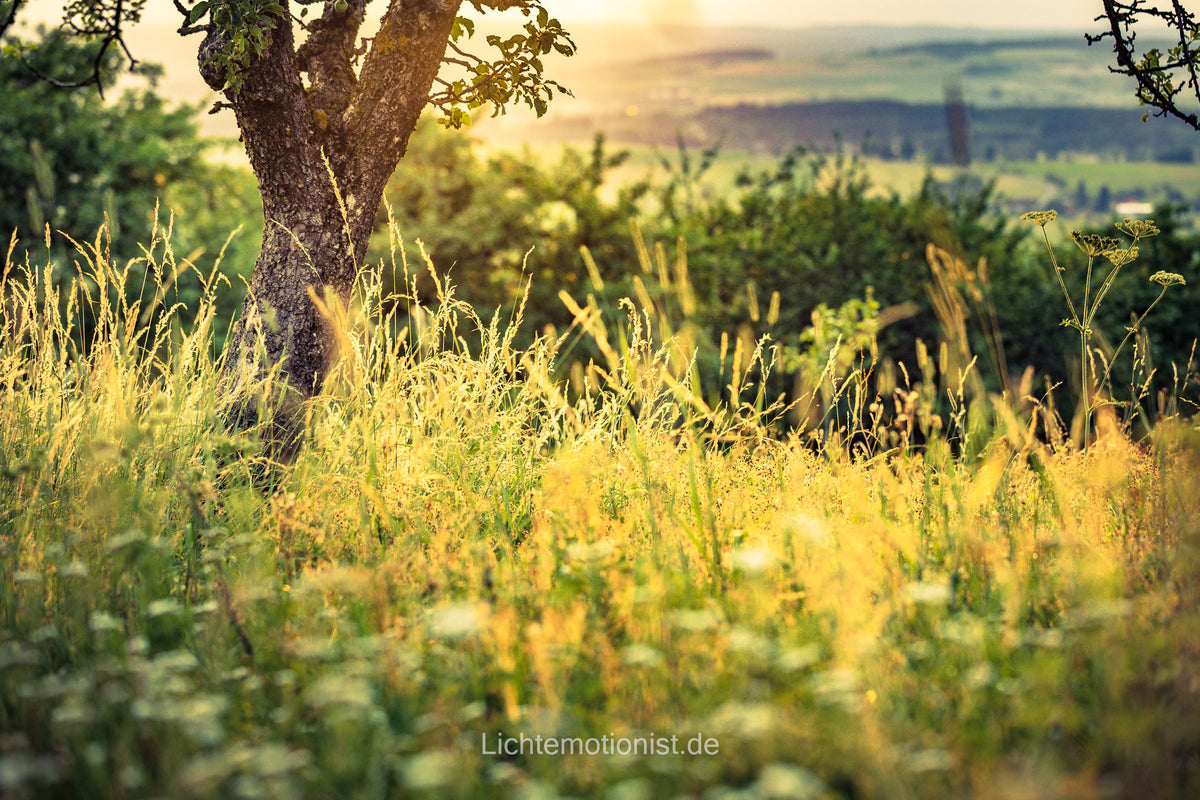 Goldene Abendwiese mit Blick in die Ferne